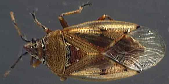 Kleidocerys resedae